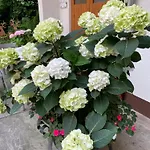 板栗林旅馆 3* Dörrenbach