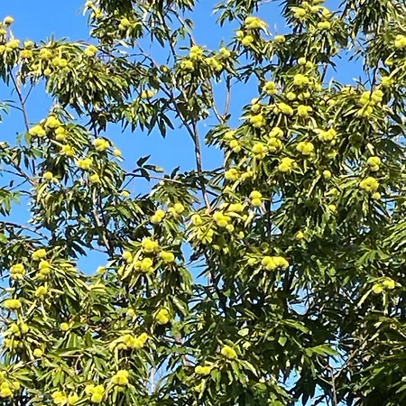 Gasthof Haus Am Kastanienwald