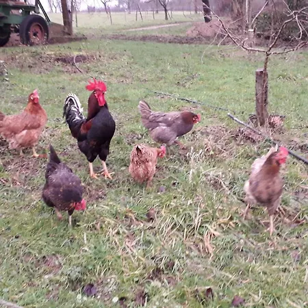 Haus Am Kastanienwald 3*