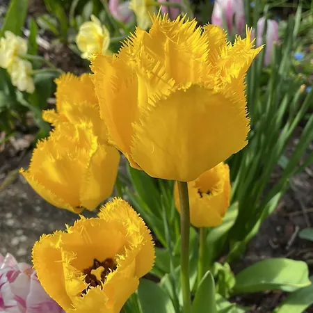 Haus Am Kastanienwald Konukevi 3*