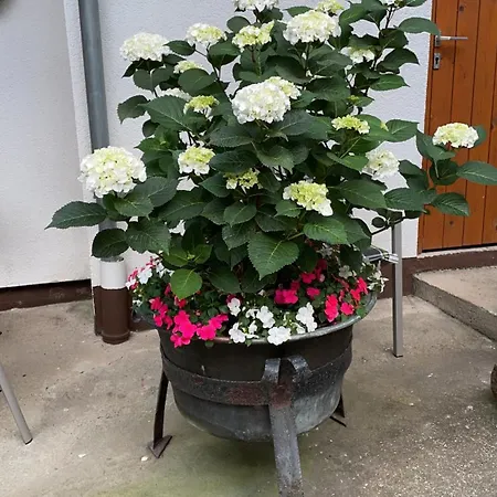 Haus Am Kastanienwald 3*