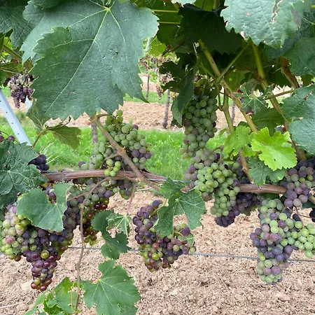 Gasthof Haus Am Kastanienwald Dörrenbach