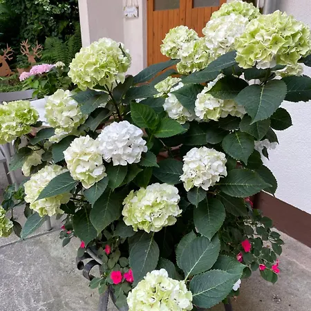 板栗林旅馆 3* Dörrenbach