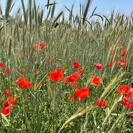 板栗林旅馆 招待所 3*