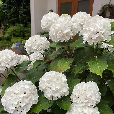 Haus Am Kastanienwald 3*