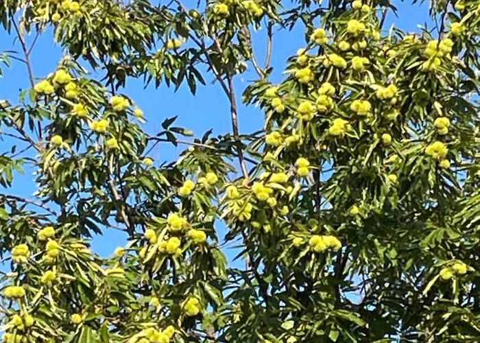 게스트하우스 Haus Am Kastanienwald