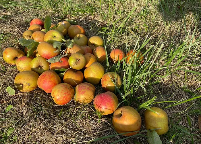Haus Am Kastanienwald 게스트하우스 Dörrenbach