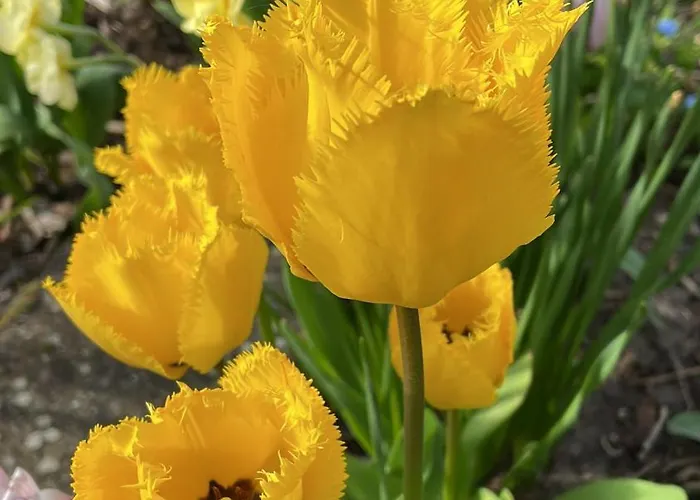 板栗林旅馆 招待所 3*