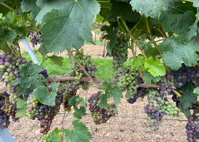 招待所 板栗林旅馆 Dörrenbach