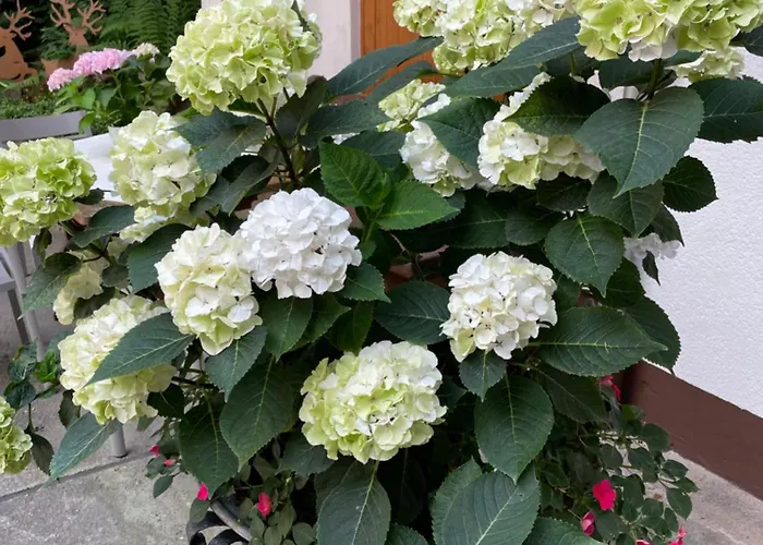 Haus Am Kastanienwald 3* Dörrenbach