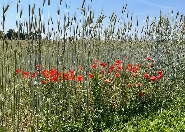 板栗林旅馆 Dörrenbach