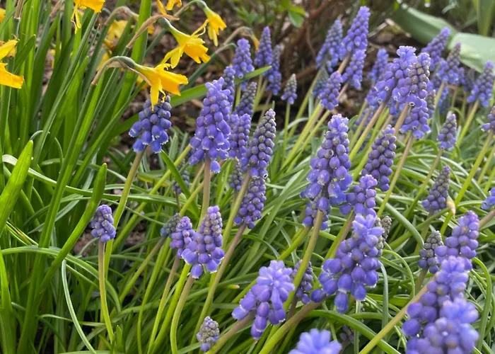 招待所 板栗林旅馆 Dörrenbach