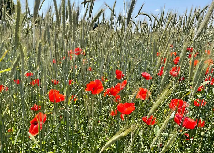 板栗林旅馆 招待所 3*