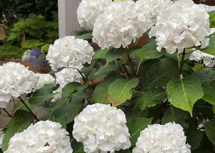 Haus Am Kastanienwald 3*